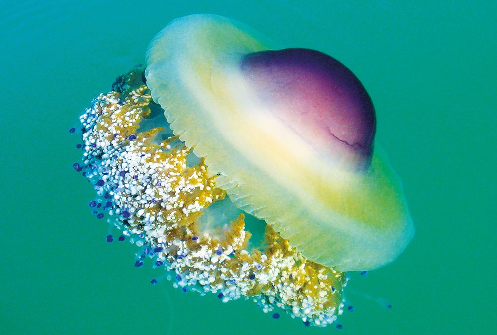 Welche Quallen quälen?