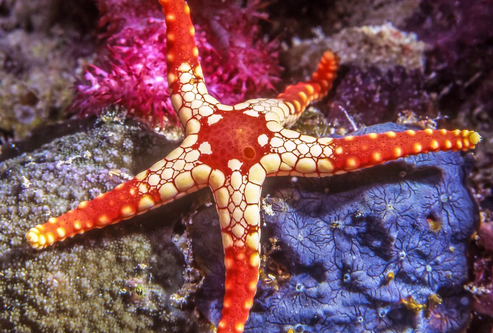 Wie die Seesterne ins Meer kamen