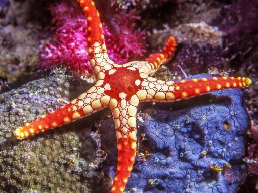 Wie die Seesterne ins Meer kamen