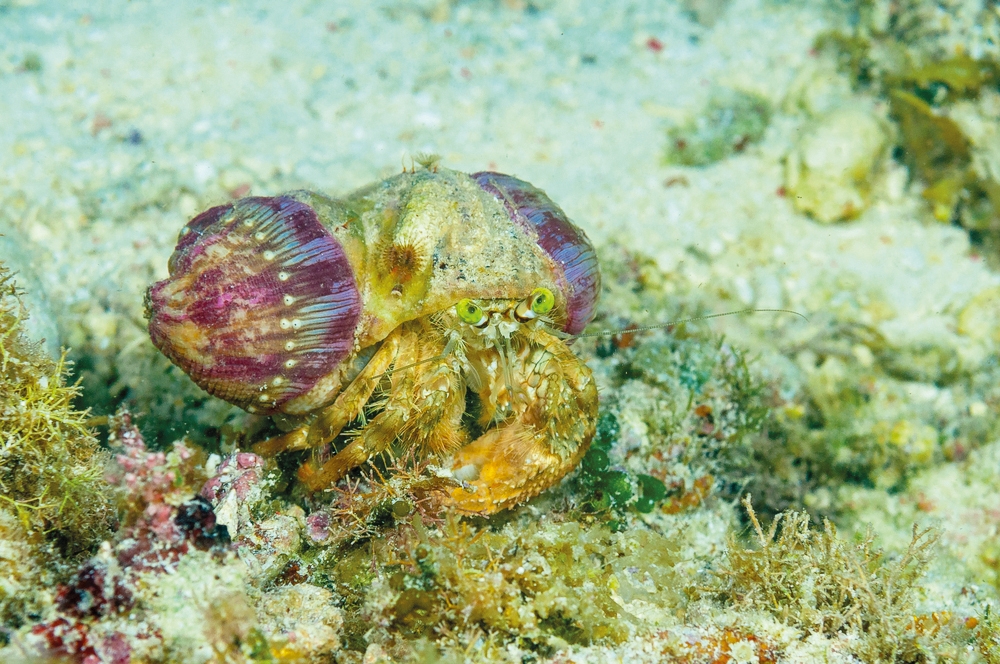 Die reiselustigen Seeanemonen