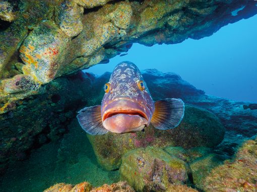 Der Fisch, der nicht mehr schwimmen wollte