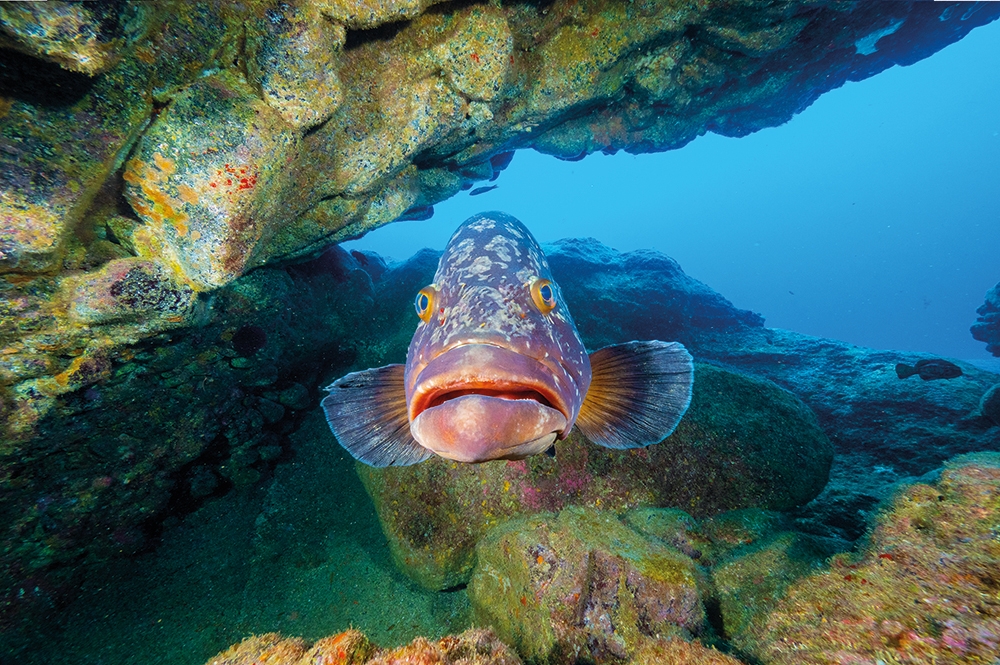 Der Fisch, der nicht mehr schwimmen wollte