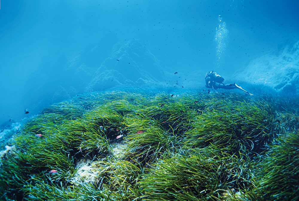 Seegraswiesen und Muschelbänke