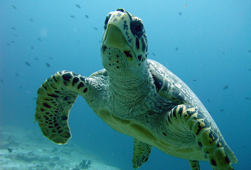 Meeresschildkröten