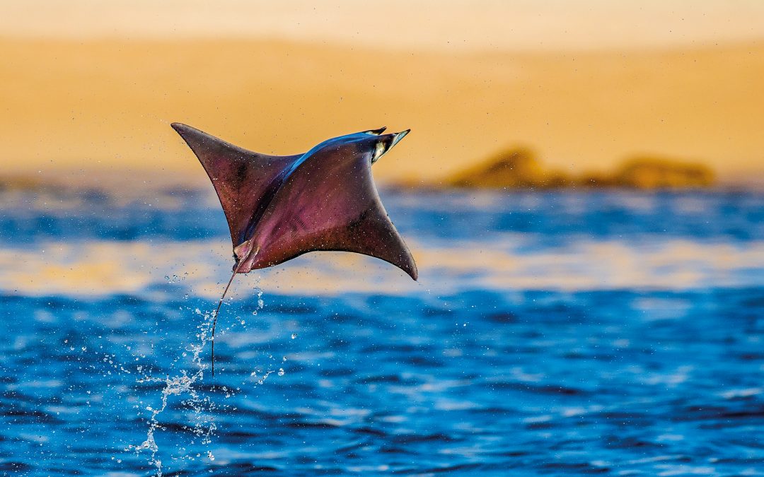 Ein Sieg für Poseidon