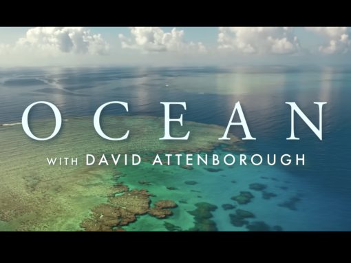 OCEAN – jetzt im Kino!